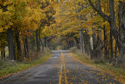 autumn road photo